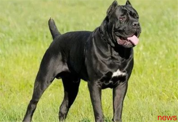 The six most secure guard dogs, see if there are any you like