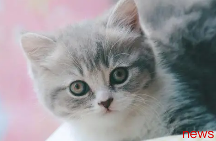 Top 10 Sky-Rated Cat Breeds in the World, Treasures of the Luxury Pet World