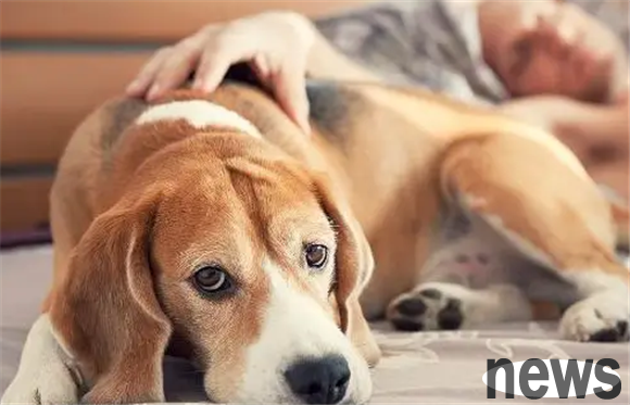 Dogs frequently show these 5 actions, just expressing their dislike