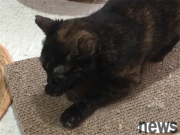 What cats like never a luxurious home, six tips to check the home environment