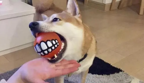 These 6 manifestations are that the dog is apologizing to you, don t blame it wrongly