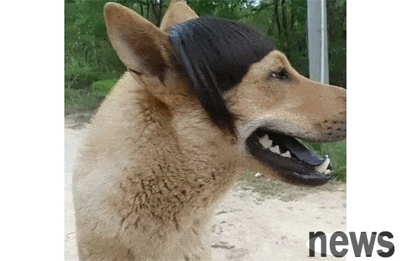 Do you know how dogs identify their owners?