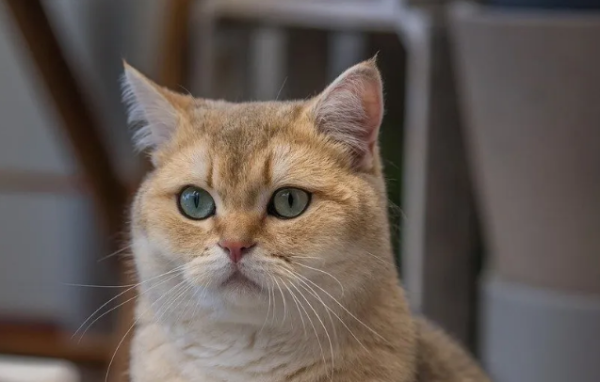 Revealed: 4 Best Cat Breeds