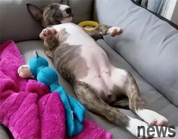 What are dogs doing when they like to lie on the ground with their feet facing upwards?