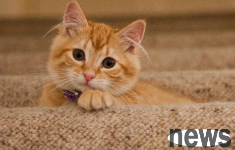 Cat IQ ranking, have you raised all of these eight cats?