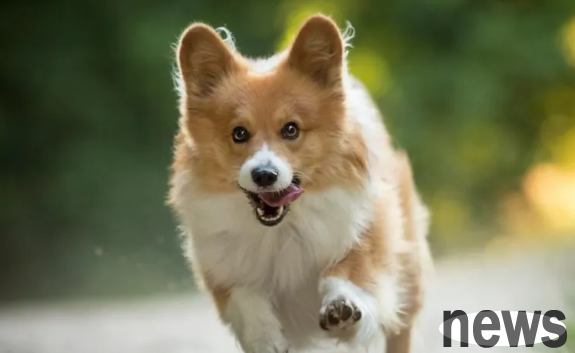Is it good or bad to keep a dog? Research proof tells you, are you still raising it after reading it?
