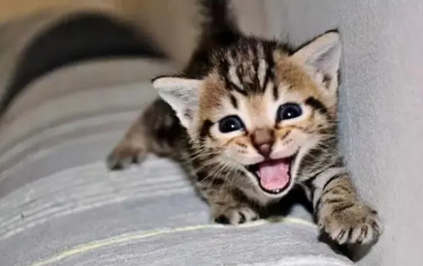 Why do my family’s cats always like to yell at me! Do you love me?