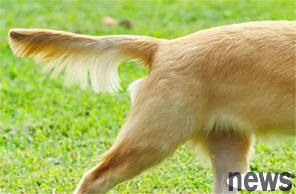 The dog s tail can 