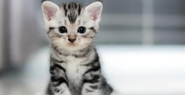 Why do people say that it is best to keep a male cat? Why?