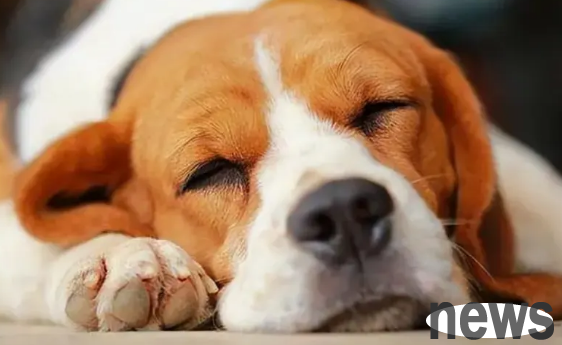 What s going on in dogs with congestive heart failure?