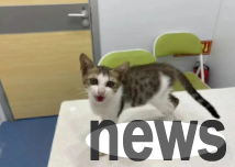 What are the possible health problems when the cat suddenly becomes sluggish and moves staggering?