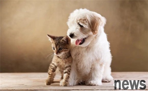 Tips on deworming dogs and cats