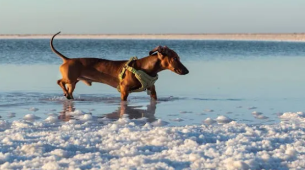 Eye protruding, convex skull: Top 10 dog characteristics that dog owners should avoid
