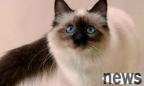 Six allergic friendly cats, suitable for you who are allergic to cats and love to suck cats