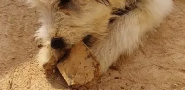 Five manifestations of dogs with poor nutrition, one of which means they are well raised!
