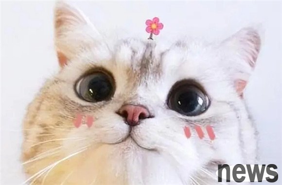 Does the kitten love you so much? Or do you want to kill you?
