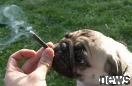 7 kinds of the most annoying smells of dogs, I hope you don’t have them!