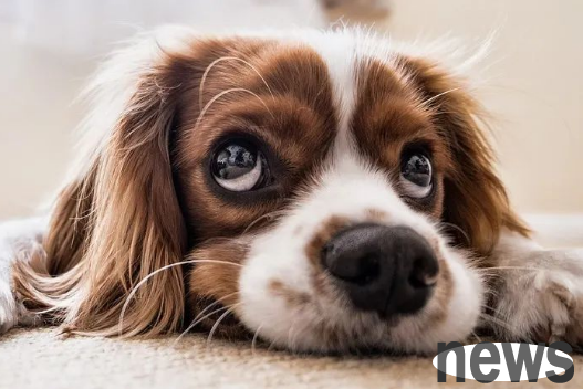 Why do dogs like to eat shit? Stupid humans, eating shit is a fine tradition of nature!