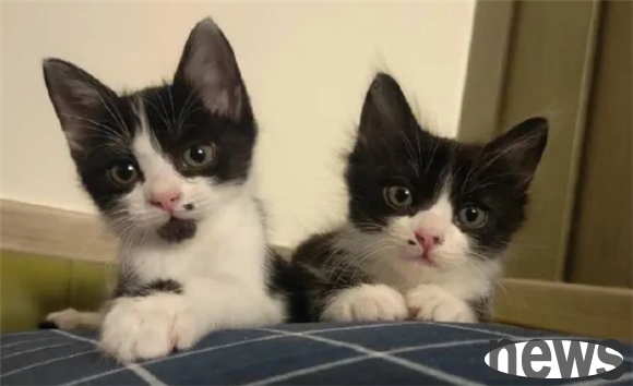 Is the cat s mouth black just a black chin?