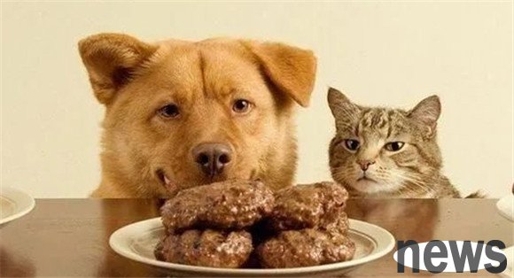 Do dogs don’t have a “full feeling”? In fact, by looking at these points, you can tell whether the dog is full