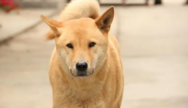 Ten kinds of dogs that are recognized as 