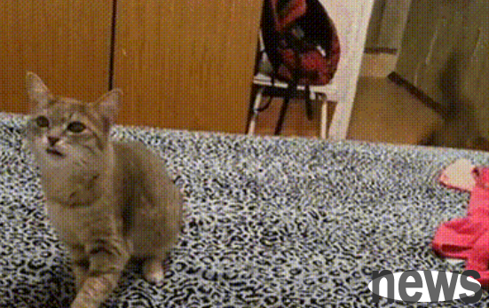 It s the season for cats to change their hair again? 5 tips to help you solve cat hair problem