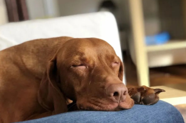 After raising a dog for many years, you will tell you: sleeping in this position means that your status is very low!