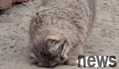 Why do cats like to roll in the litter box? What is this?