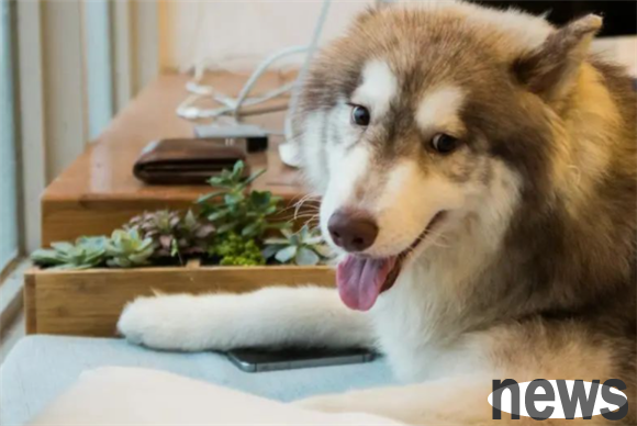 What are the symptoms of dogs knowing that they are wrong?