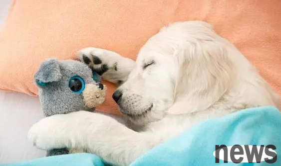 Don t buy doghouses. These 6 places are the places where dogs love to sleep.
