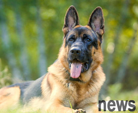 In the dog world, the four types of dogs that 