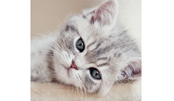 What causes cats to lose hair? How to treat cats with hair loss?