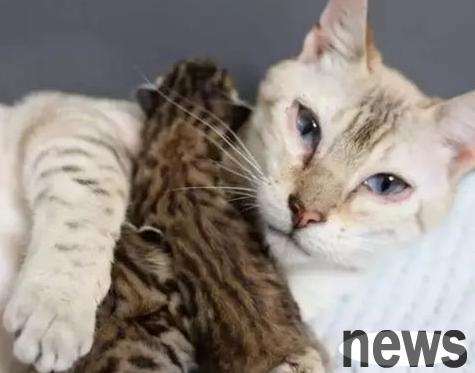 What to do if a pregnant female cat has ear mites?