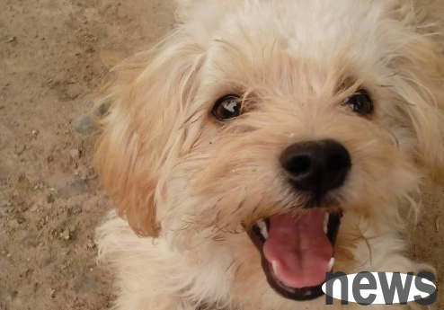 How to raise a lion dog? Let me tell you in one article
