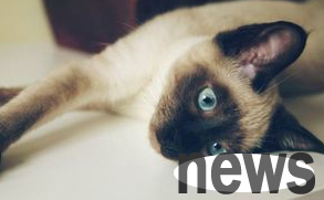 What to do if a cat vomits white foam?