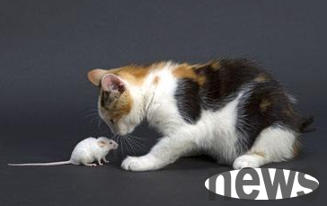 What should I do if my cats have morning sickness? Let s take a look at the shoveler
