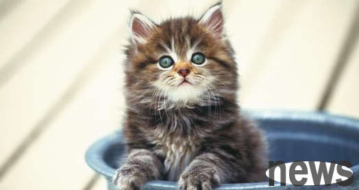 What should I do if a kitten cannot be born? What happens if a kitten cannot be born inside?