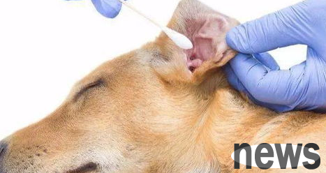 What should I do if the dog has a strong smell of fishy smell?