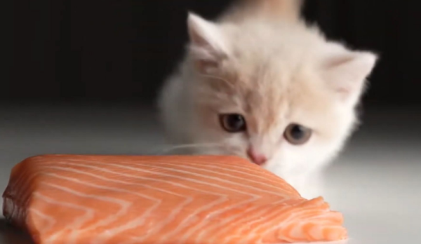 What to do if cat food care? What are the effects of cat food protection?