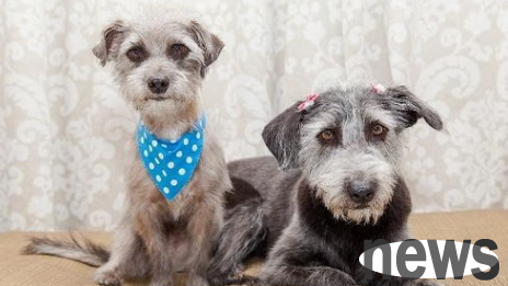 What should I do if a dog eats a raisin? How to deal with a dog eating a raisin?