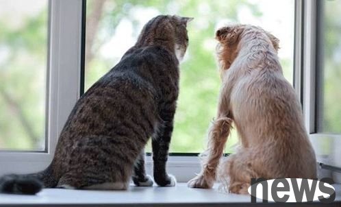 Urine analysis and clinical significance of cats and dogs