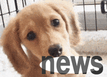 What should I do if a dog shakes his head and shakes his ears? Why not take a look