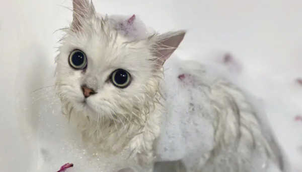 How to let the cat take a bath