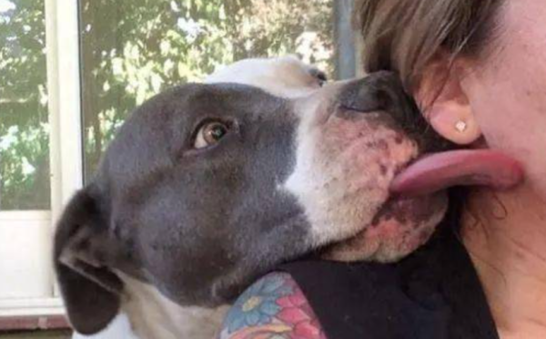 What should I do if a dog licks a wound? This article gives you the answer?