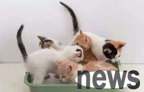 What should I do if a cat uses a litter box or pulls it around?
