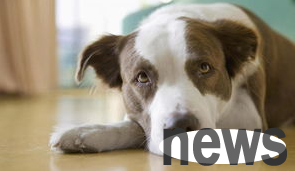 Today s popular science: A brief analysis of why dogs are afraid of doing beauty