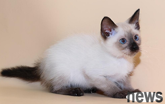 How to educate cats who do wrong things? Cat training methods!