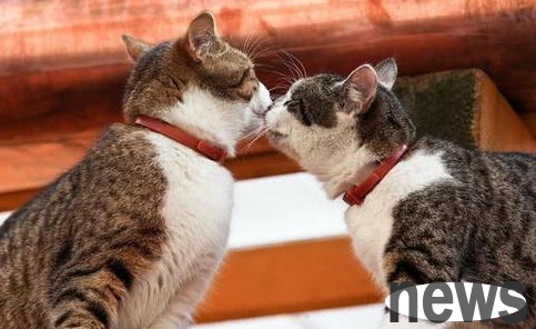 How should cats train after making mistakes? Remember these four methods!