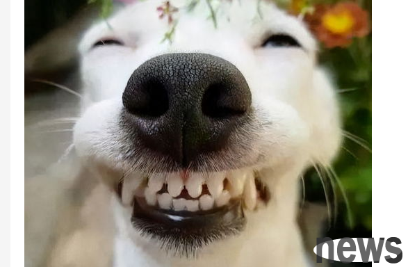 How old is the dog starting to change teeth? Things to note during dog teeth replacement