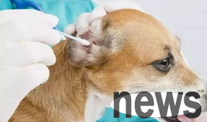 There is a peculiar smell in the ear canal of dogs. How should dogs be cared for?